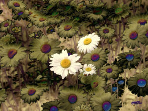 3Daisies-In-A-Field-of-daisies