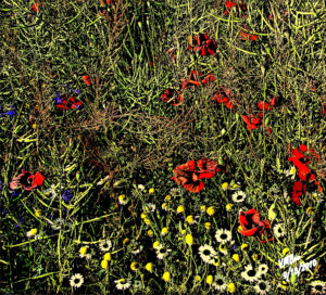 Budapestian-Landscape-Min