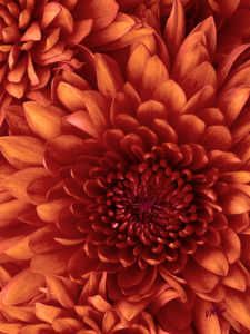 Inside-A-Chrysanthem