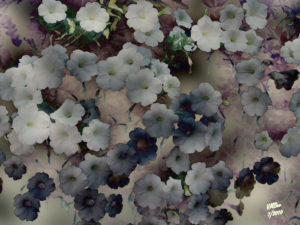 White-Blossoms